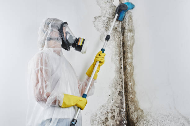 Mold Removal Process in Frankfort, OH