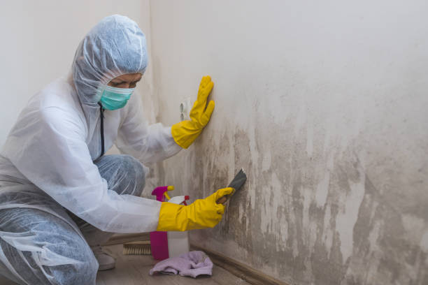 Best Mold Damage Repair  in Frankfort, OH