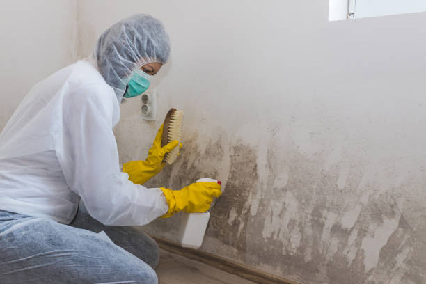 Best Affordable Mold Removal  in Frankfort, OH