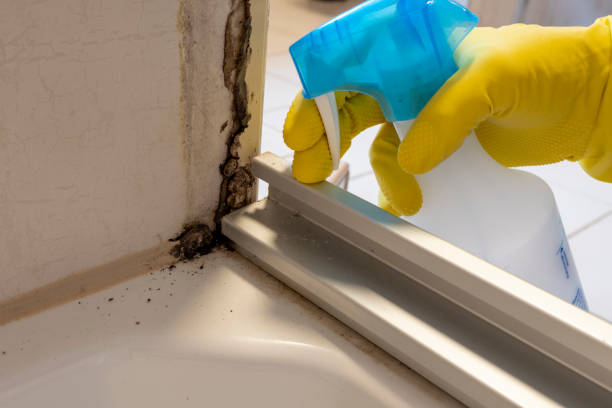 Best Best Mold Removal Companies  in Frankfort, OH