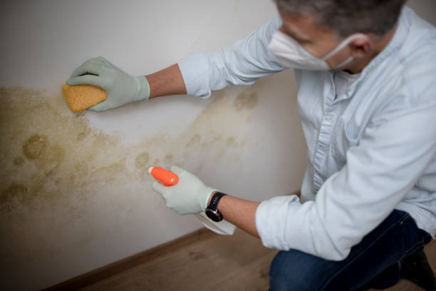 Best Toxic Mold Removal  in Frankfort, OH