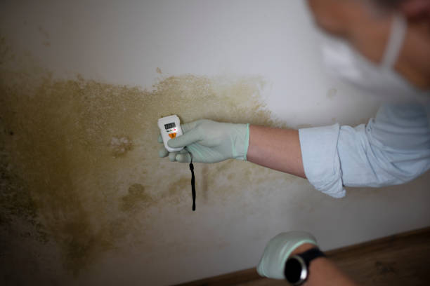 Best Affordable Mold Removal  in Frankfort, OH