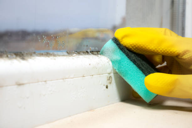 Best Black Mold Removal  in Frankfort, OH