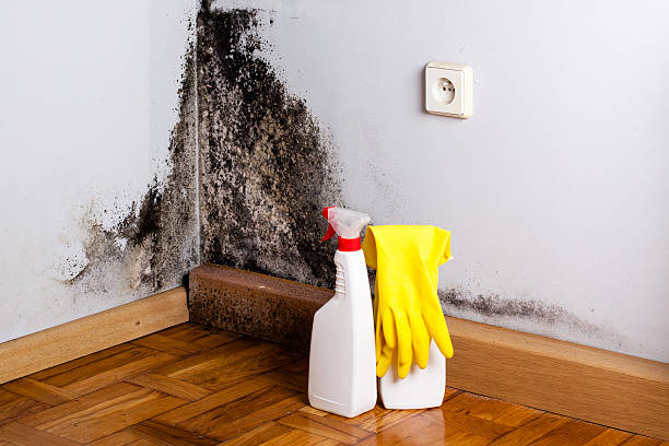 Best Mold Removal Company Near Me  in Frankfort, OH