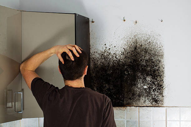 Best Office Mold Removal Services  in Frankfort, OH